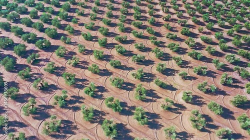 Andalusia olive trees field aerial view, olive oil andalusian area