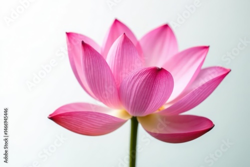 Close-up view of a pink lotus petal against a pure white background, clean, minimal