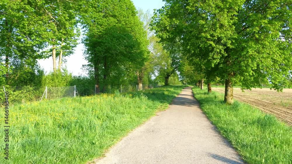 Spring Walk Along an Avenue in Memmingen, Bavaria with Fresh Grass, Trees with Lush Green Leaves, and Blooming Fields Spring Walk Along an Avenue in Memmingen, Bavaria with Fresh Grass, Trees with Lush Green Leaves, and Blooming Fields