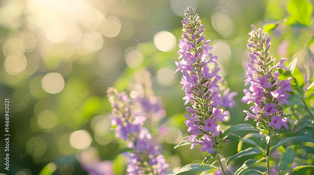 Beautiful Purple Spring Flowers in Nature with Shiny Sun and Blurred Background Beautiful Purple Spring Flowers in Nature with Shiny Sun and Blurred Background