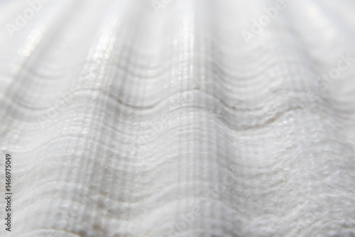 Close up view of scallop seashell texture