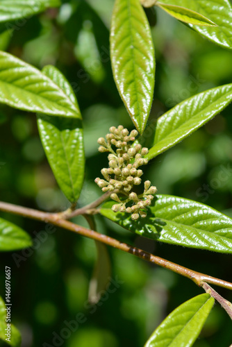 Willow-leaved cotoneaster branch with flower buds - Latin name - Cotoneaster salicifolius