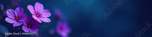 Dark purple violets bloom against a deep blue backdrop , background, blossom, nature photography