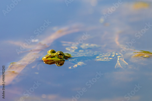 Selective focus of the marsh green frog in swamp in its natural habitat, Pelophylax ridibundus is the largest frog native to Europe, Typical polder in spring, Spawning and breeding season, Netherlands