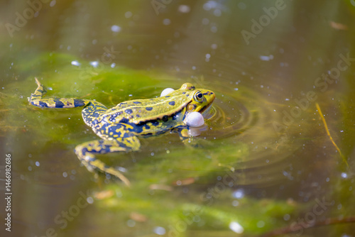 Obraz na płótnie Selective focus of marsh green frog in swamp with puffing out the cheeks, Pelophylax ridibundus is the largest frog native to Europe, Typical spring polder in Netherlands, Spawning and breeding season w salonie