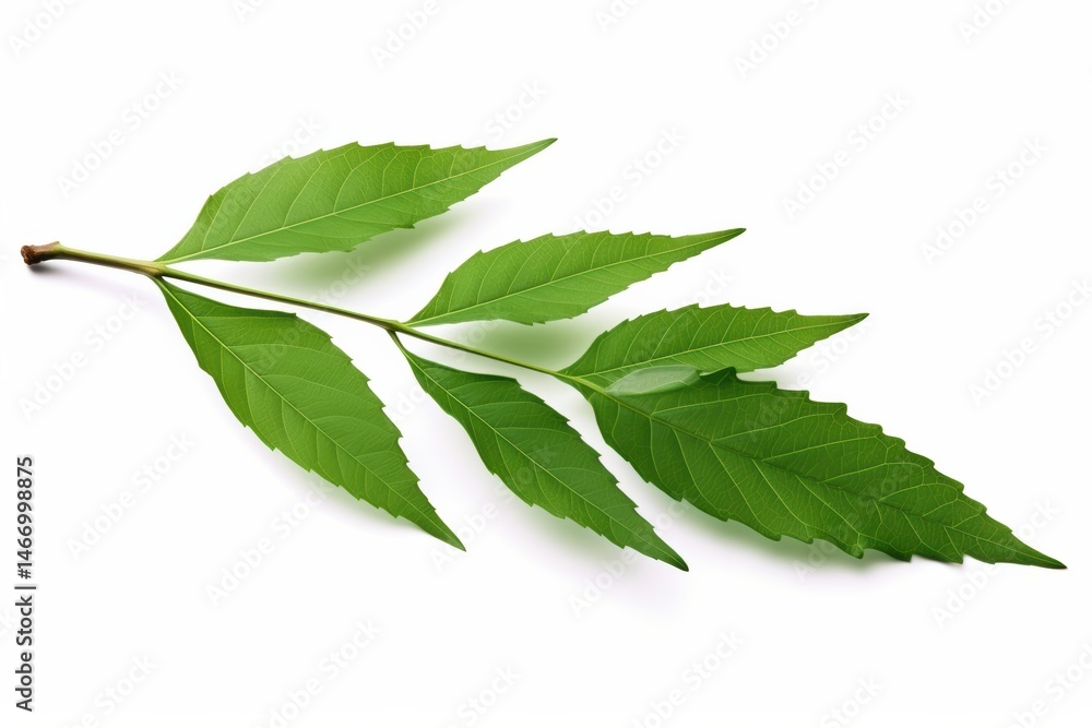 Obraz premium Lush Green Sprig Vibrant Leaves on White Natural Beauty Freshness Botanical Image