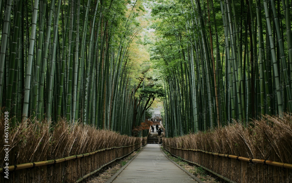 Fototapeta premium Kyoto, Japan Spring , Cherry Blossom Season, Bamboo forest path, Japan