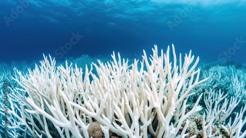 Fototapeta Naklejka Na Ścianę i Meble -  Bleached coral reefs underwater, showing the effects of environmental stress and climate change on marine ecosystems.
