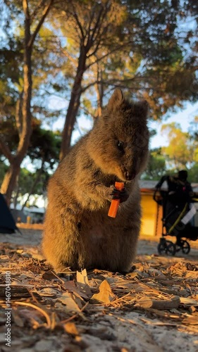 Quokka enjoying a snack in the evening light at a coastal habitat