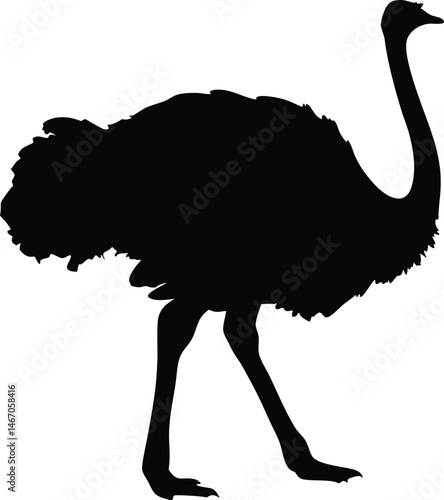 Ostrich silhouette vector, emu bird vector illustration
