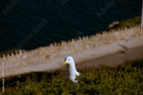 Seagull at the rock of Gibraltar