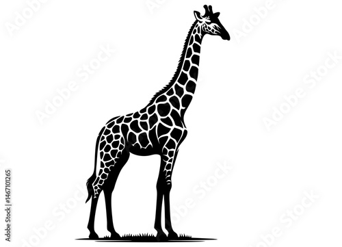 Black and white giraffe silhouette standing isolated on white background. Clipart image isolated on background.