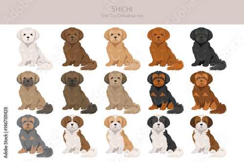 ShiChi clipart. Shih-Tzu  Chihuahua mix. Different coat colors set.  Vector illustration