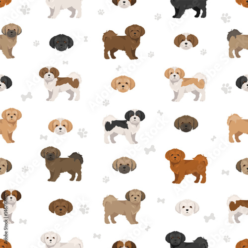 ShiChi clipart. Shih-Tzu  Chihuahua mix. Different coat colors set.  Vector illustration