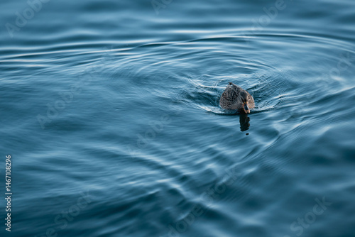 Duck in the lake