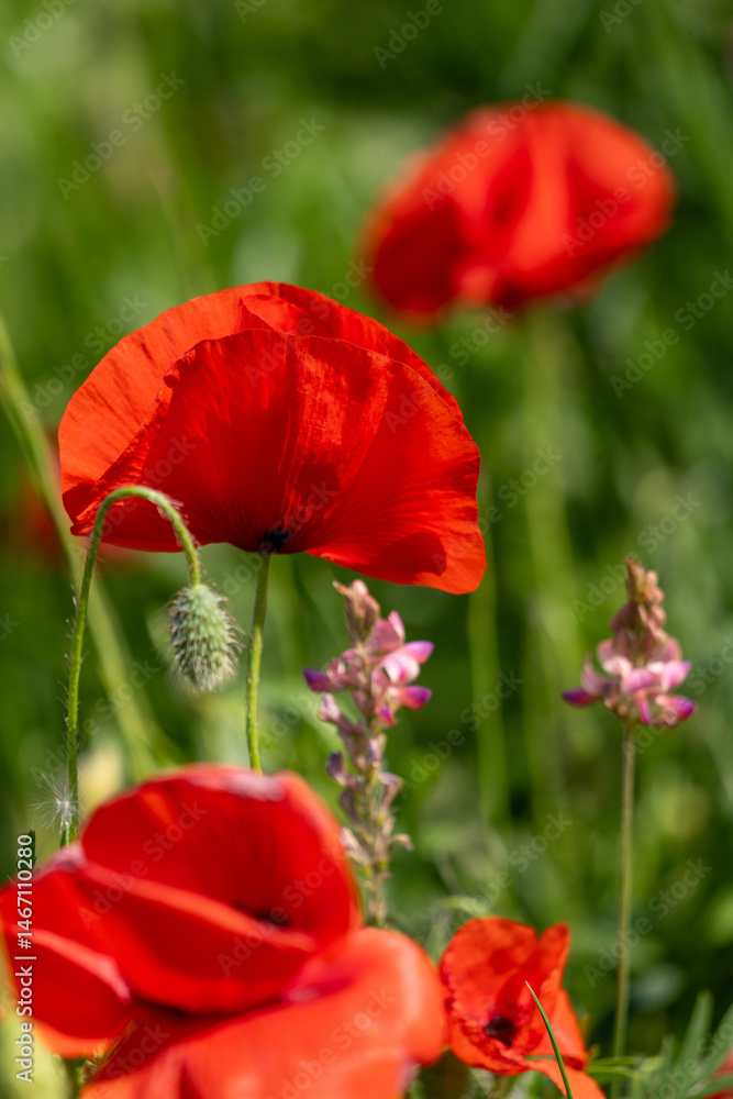 Obraz premium red poppy flower