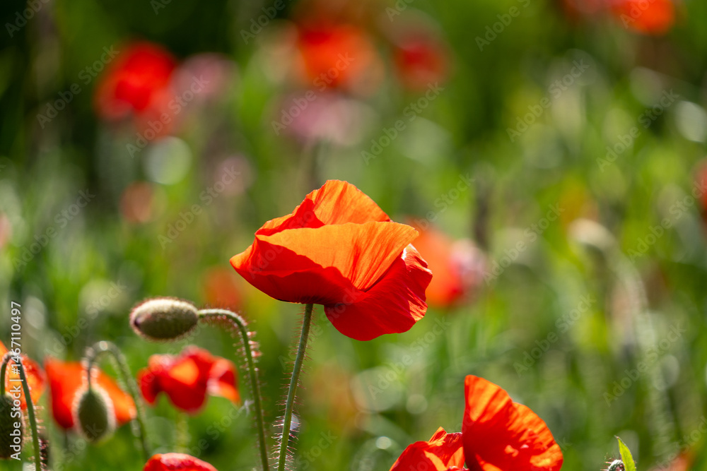 Fototapeta premium red poppy flowers