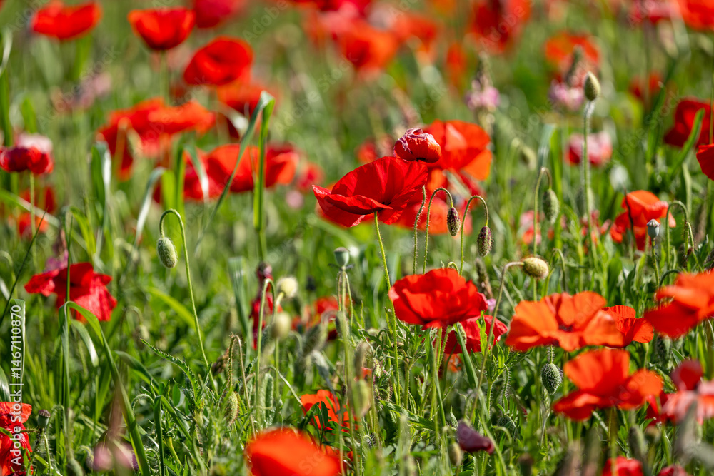 Fototapeta premium field of poppies