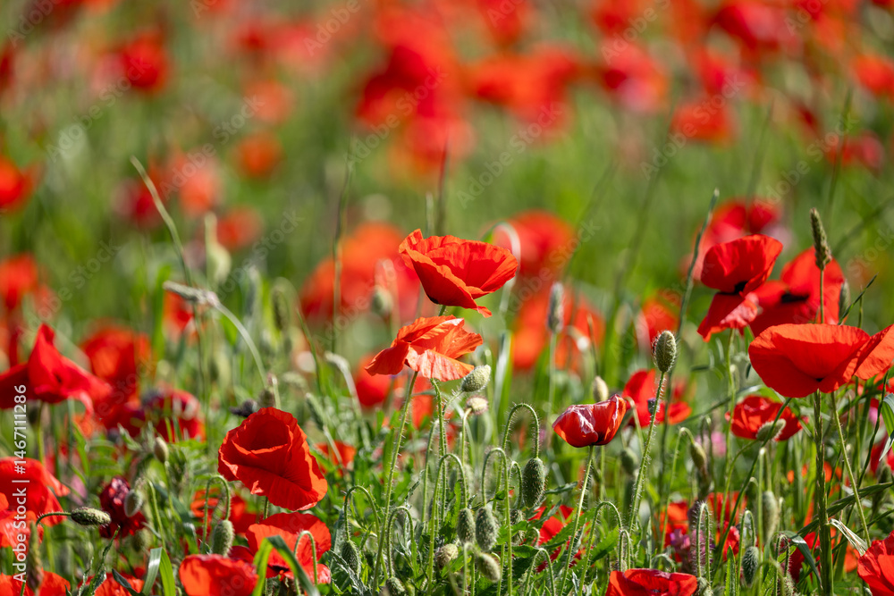 Obraz premium red poppy field