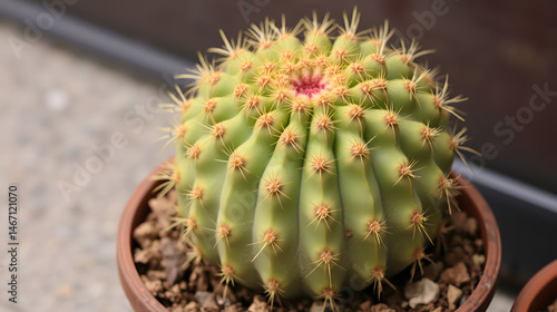 Golden barrel cactus or cactus plant or succulent