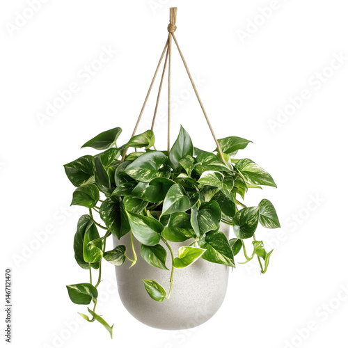 Obraz na płótnie hanging Pothos Epipremnum aureum n ceramic pot side view, on isolated Background w salonie