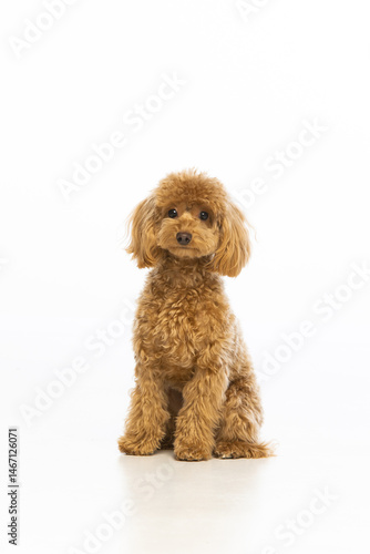 Maltipoo puppy on white background
