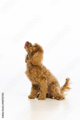 Maltipoo puppy on white background