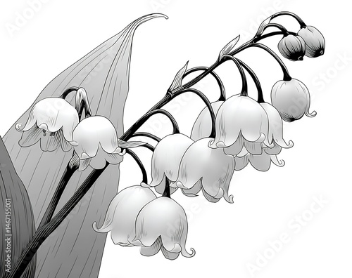 Elegant Line Art of Lily of the Valley Flowers Botanical Illustration Nature Study Black and White Artistic Design