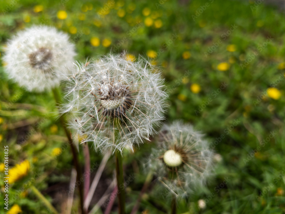 Fototapeta premium A bunch of dandelions that are in the grass