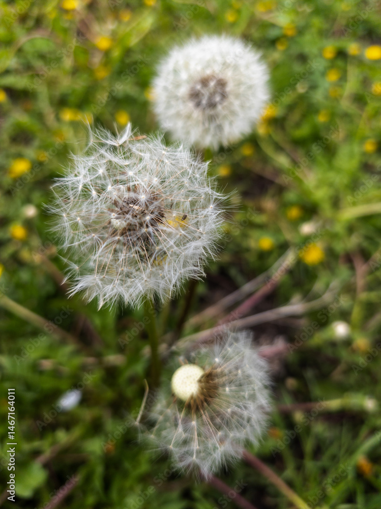 Fototapeta premium A close up of a dandelion in a field of yellow flowers