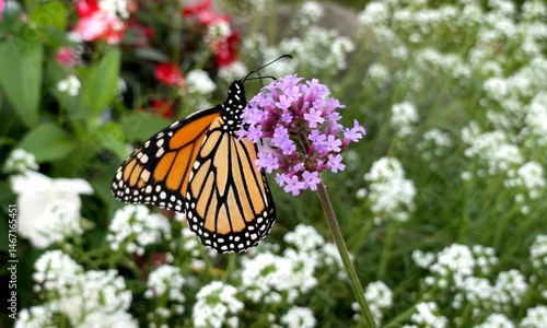 monarch butterfly on flower
