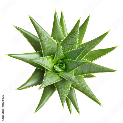 Obraz na płótnie aloe vera plant on isolated background isolated w salonie