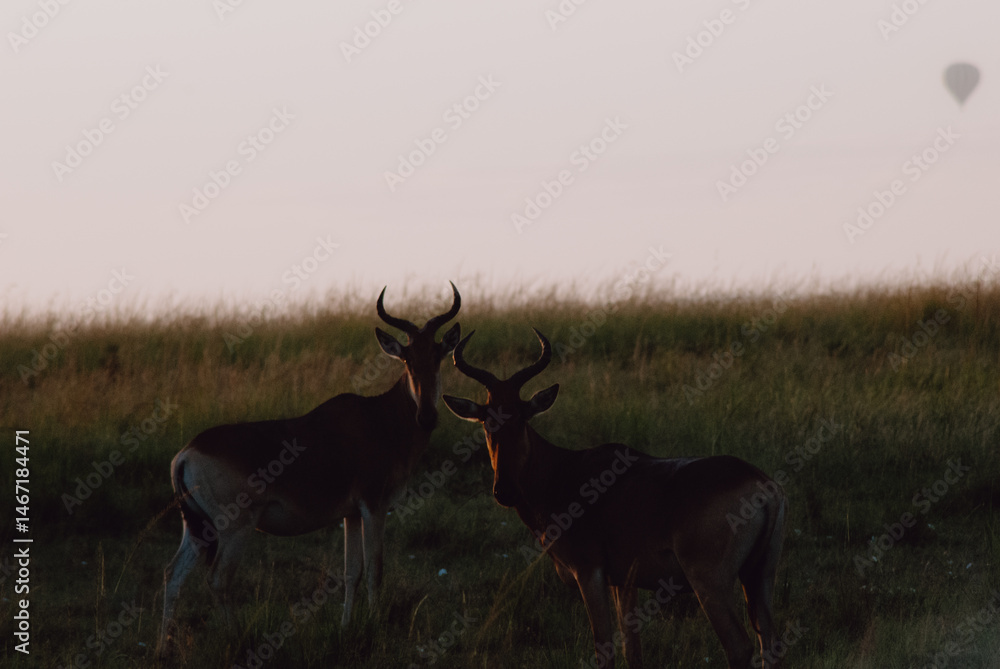 Obraz premium hartebeest in the wild 