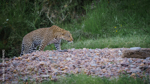 Leopard in the wild
