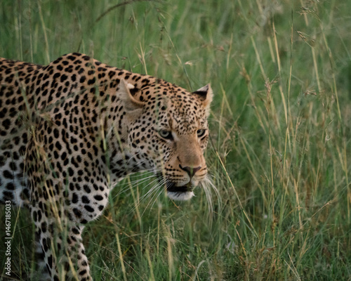 Leopard in the wild