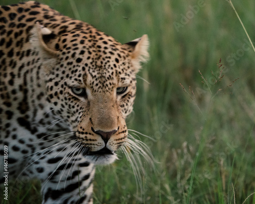 Leopard in the wild
