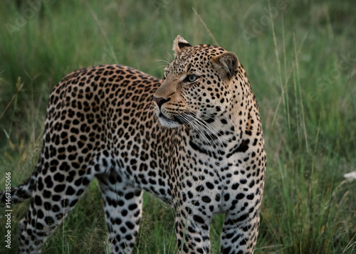 wild Leopard staring in savannah