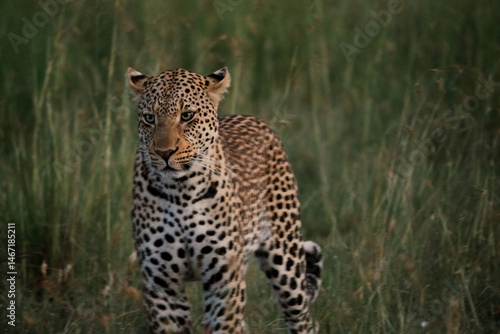Leopard in the wild