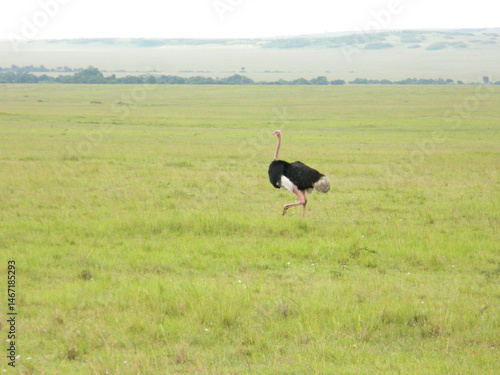 ostrich in the savannah
