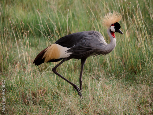 african crowned crane
