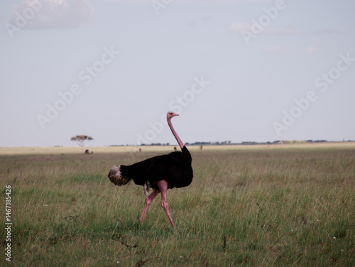 ostrich in the wild