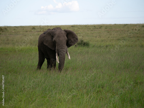 elephant in the savannah
