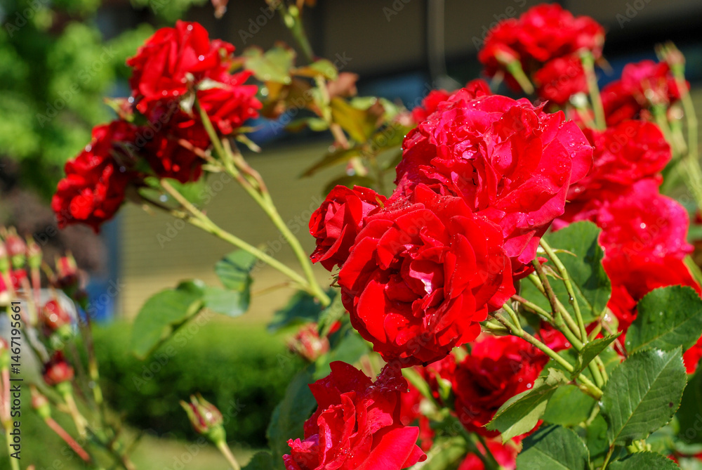 Red roses bloom in the garden. Beautiful red roses. Red roses bloom in the garden. Beautiful red roses.