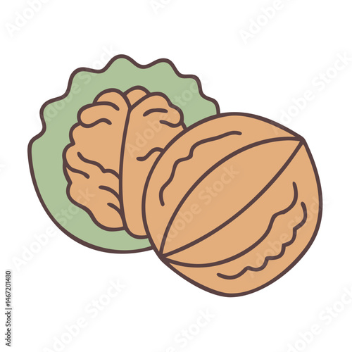 Isolated walnut illustration, healthy snack, organic food, brain health, nut, shelled walnut