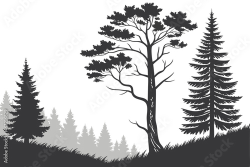 144 Silhouette of pine forest, black and white illustration, evergreen trees, layered treeline, coniferous woodland, graphic design style, minimalist landscape, nature scene, stark contrast, simple sh