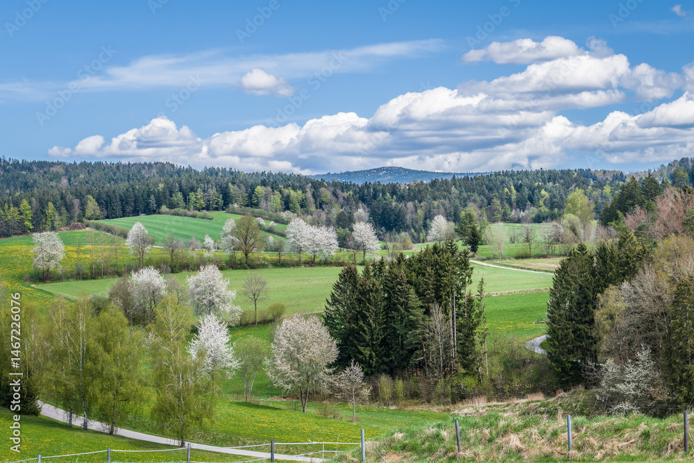 Obraz premium Blick zu dem Berg Lusen im Bayerischen Wald, Deutschland