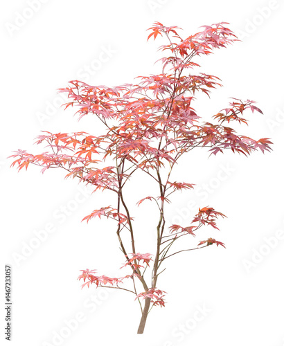 Érable japonais (Acer japonica) 