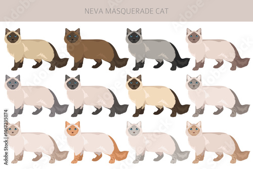 Neva Masquerade Cat clipart. All coat colors set.  All cat breeds characteristics infographic. Vector illustration