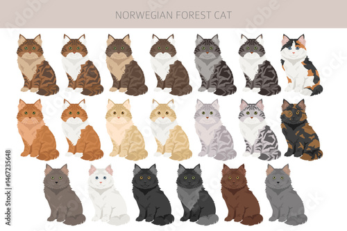 Norwegian Forest Cat clipart. All coat colors set.  All cat breeds characteristics infographic. Vector illustration