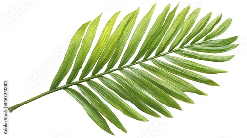 Tropical green palm leaf, cut out, on white or